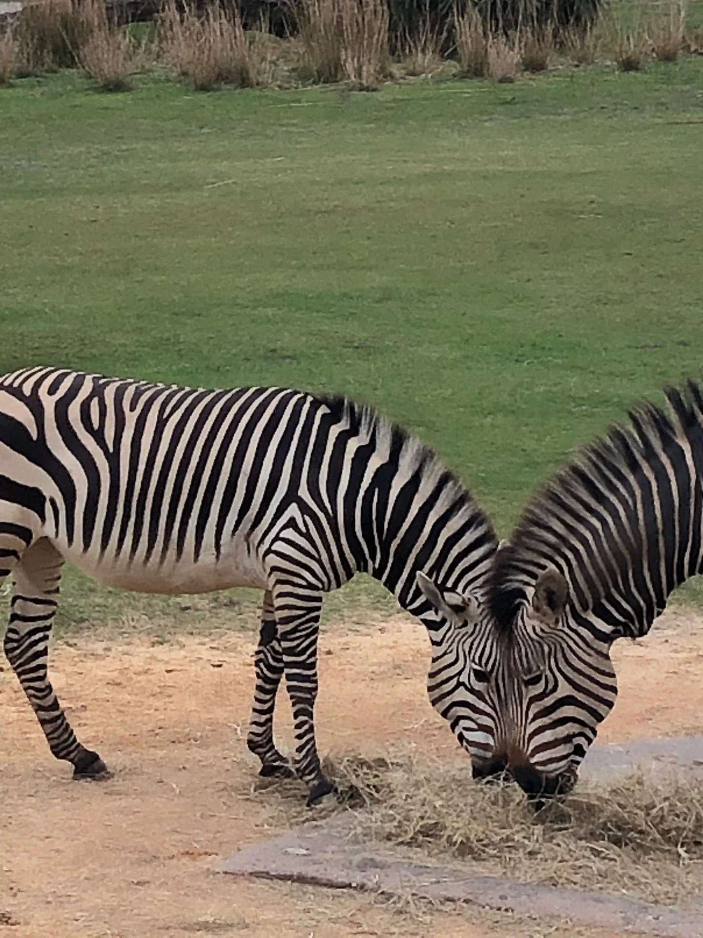 Collaborative Verse Project