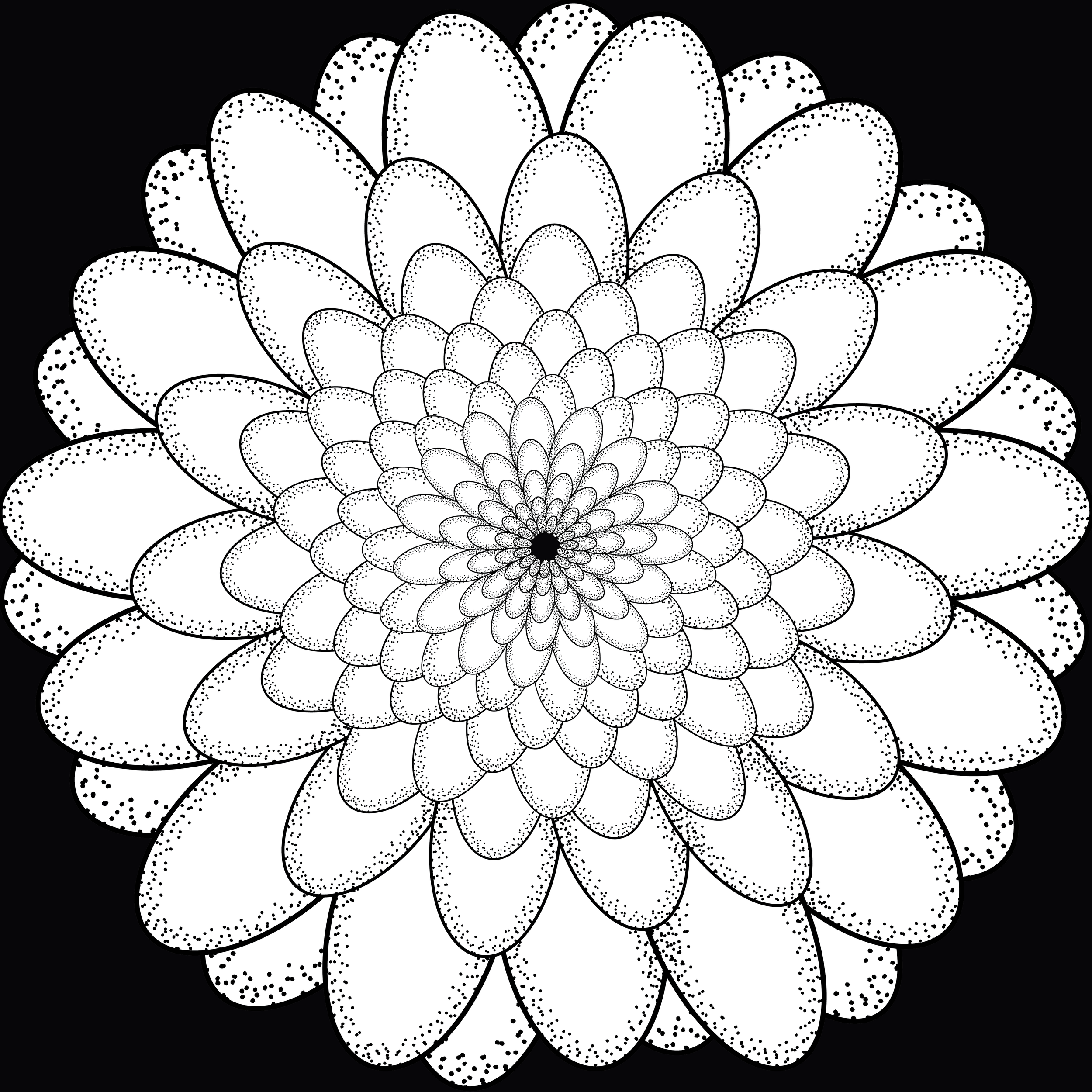 Chrysanthemum.png