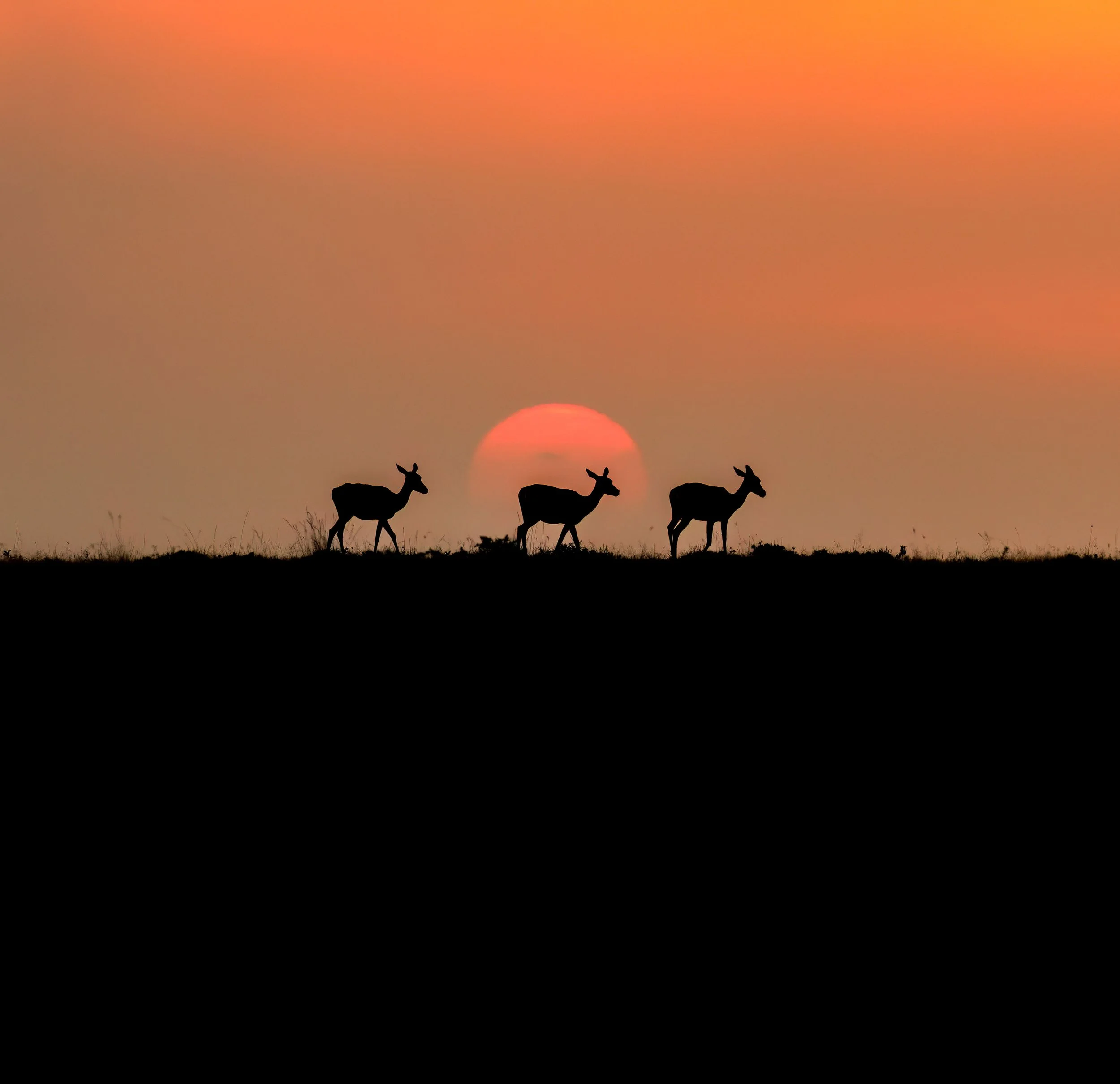 Impalas framed in sun Masai Mara