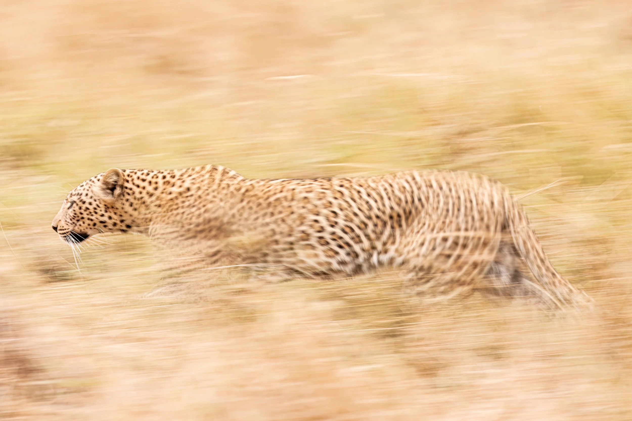 Slow shutter panning shot of leopard in Masai Mara