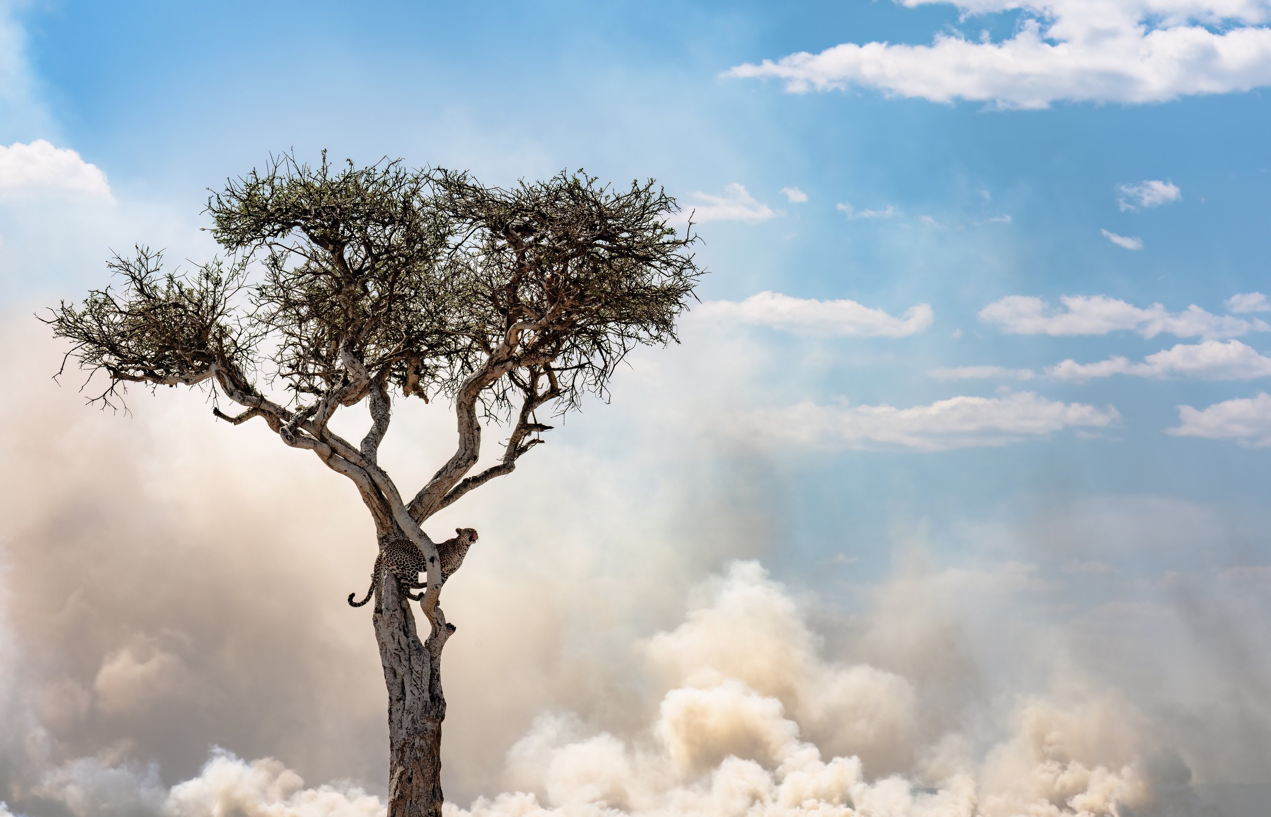 Leopard in tree with smoke in background in Masai Mara. Smoke is from controlled burns for conservation in Masai Mara