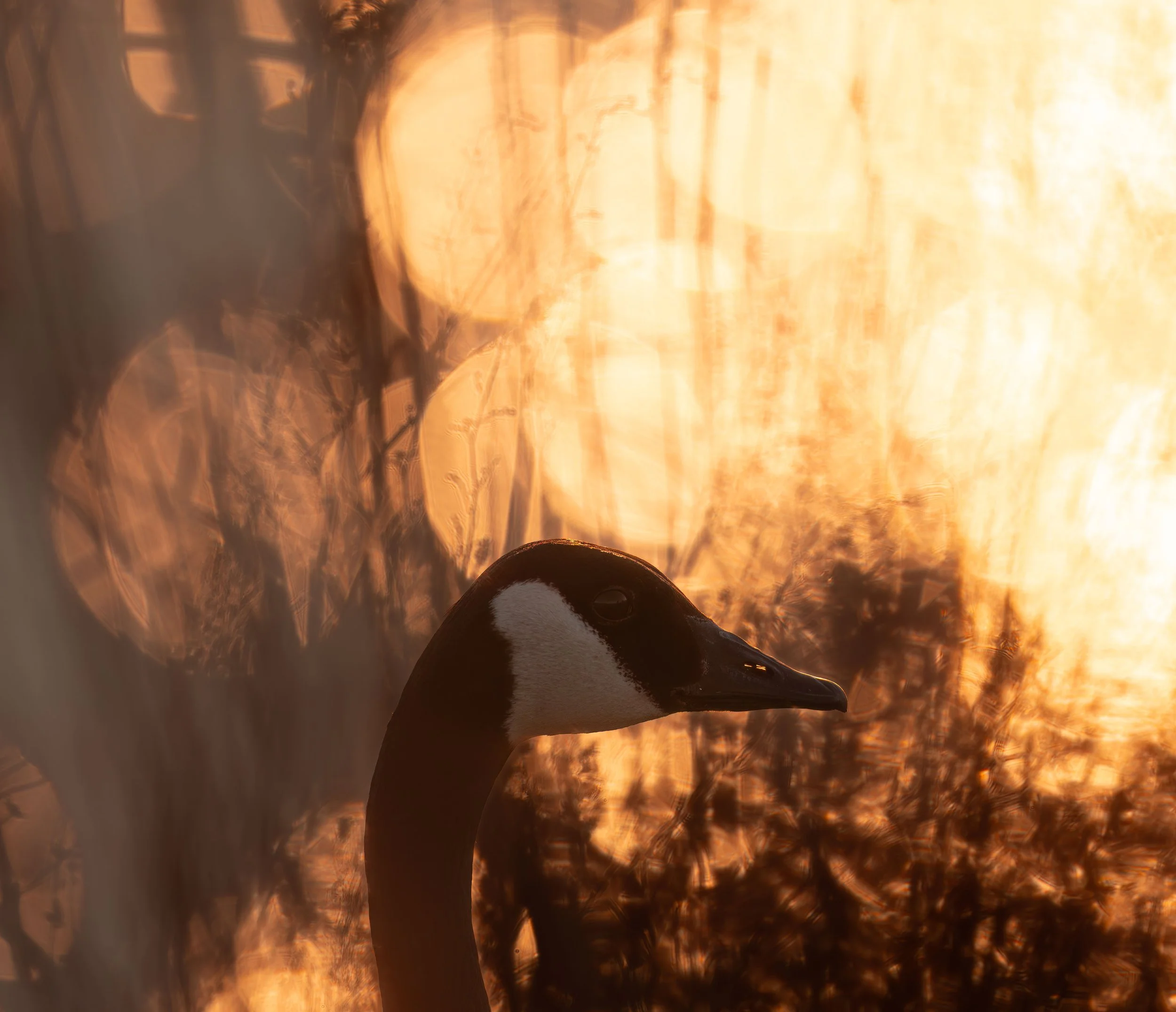 fire_bird_toronto_goose_canada.jpg