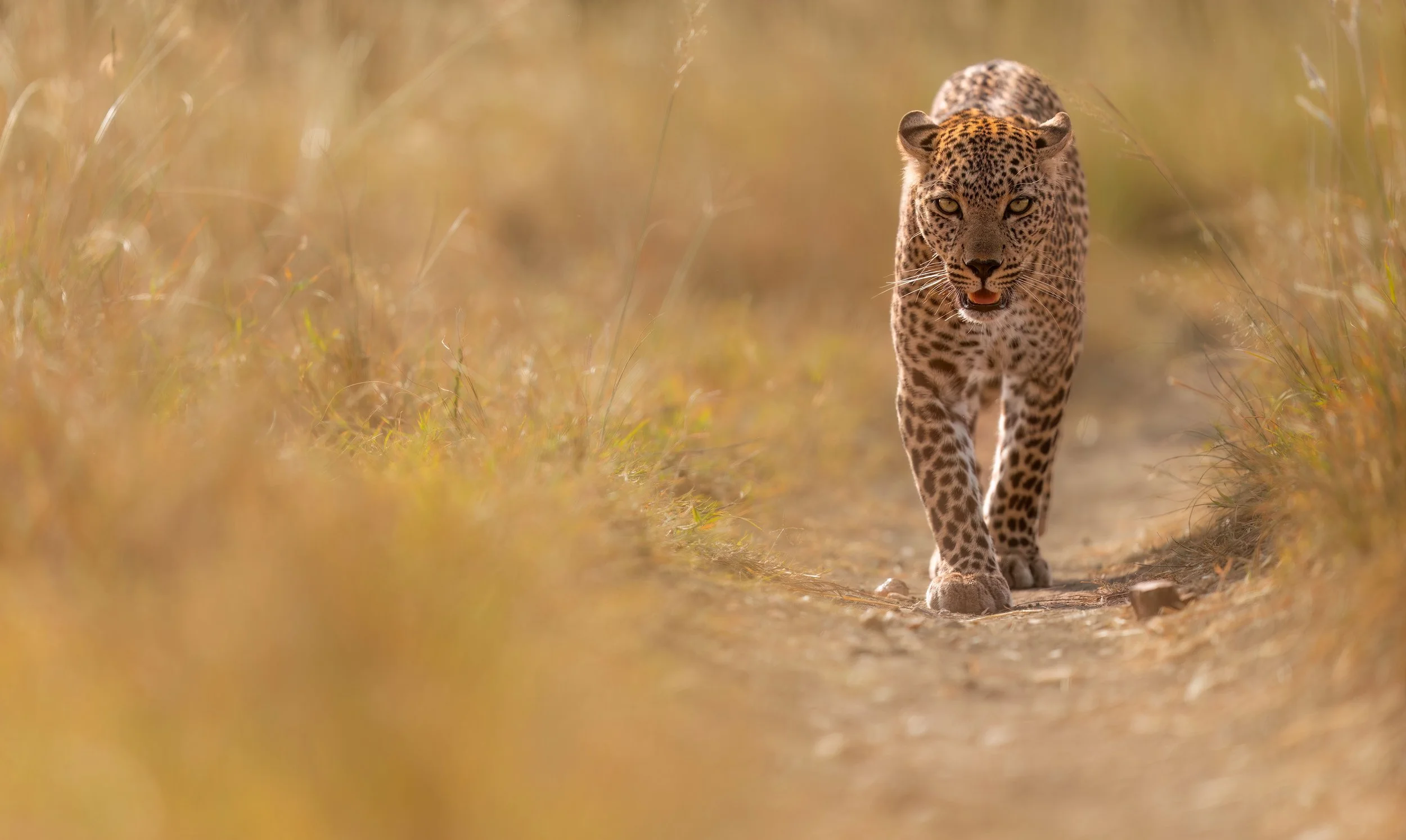 Low perspective leopard portrait Masai Mara