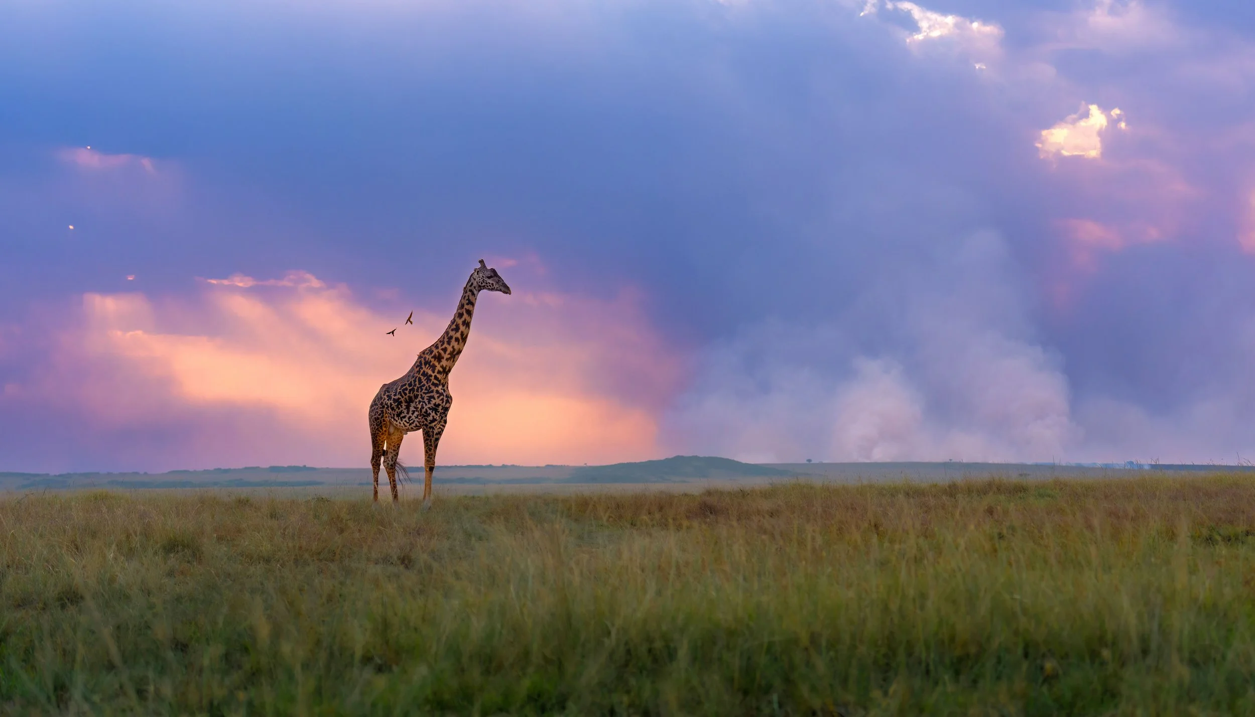 Giraffe in Masai Mara with Smoke in backgorund
