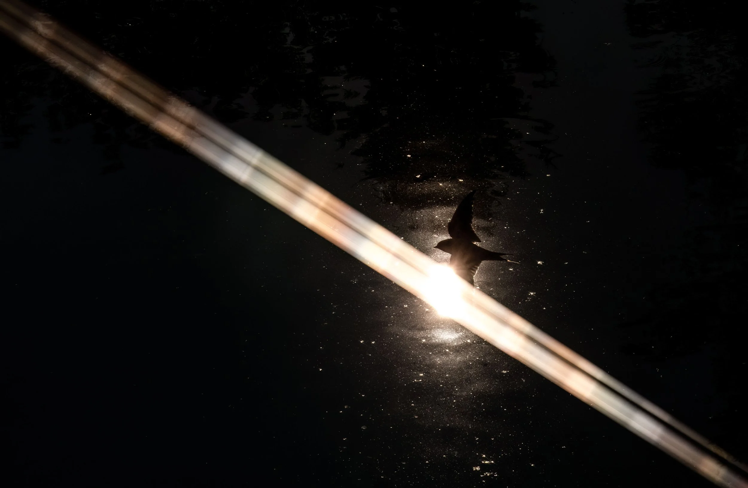 swallow_sun_flare.jpg