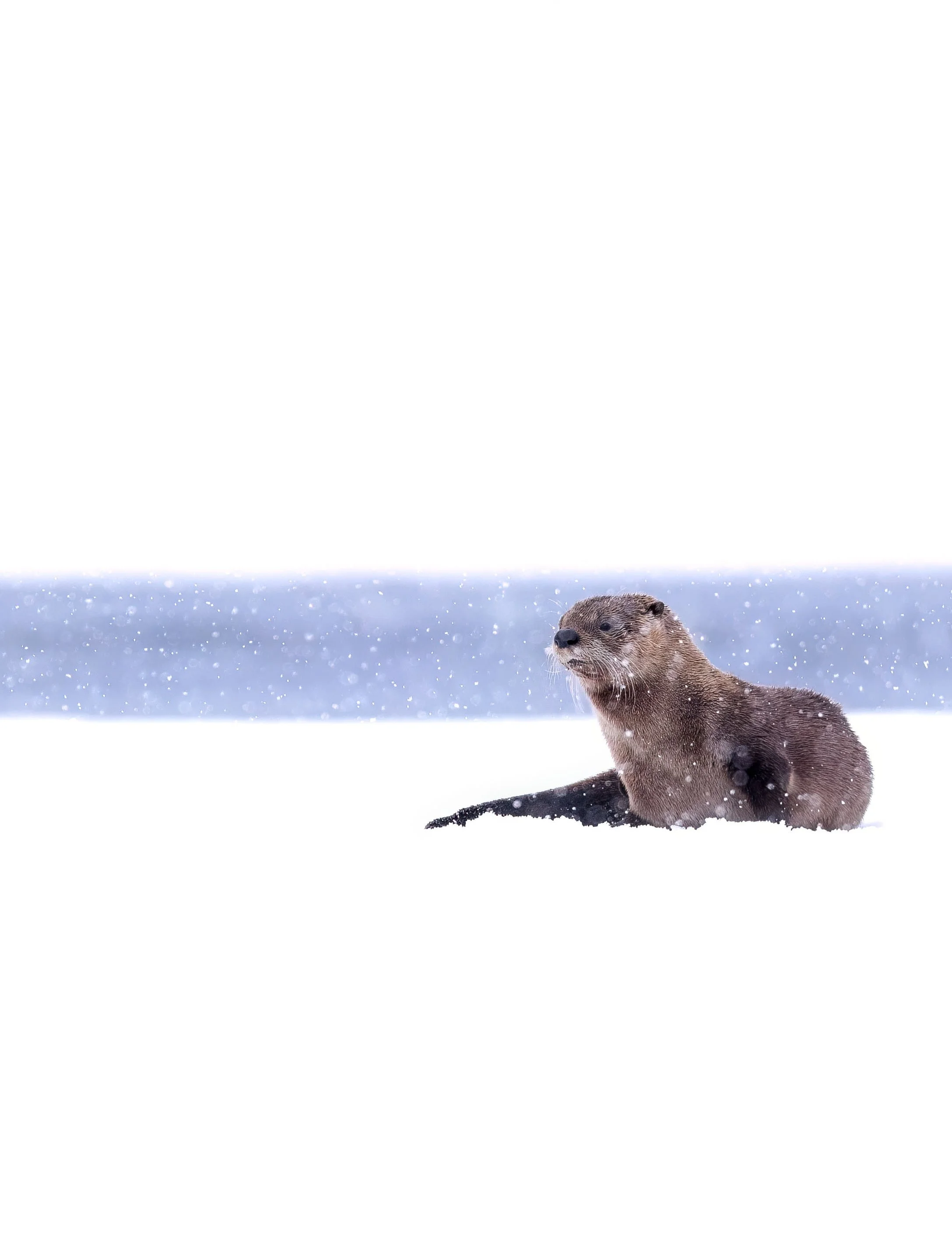 Otter on snow in Grand Teton National Park, USA