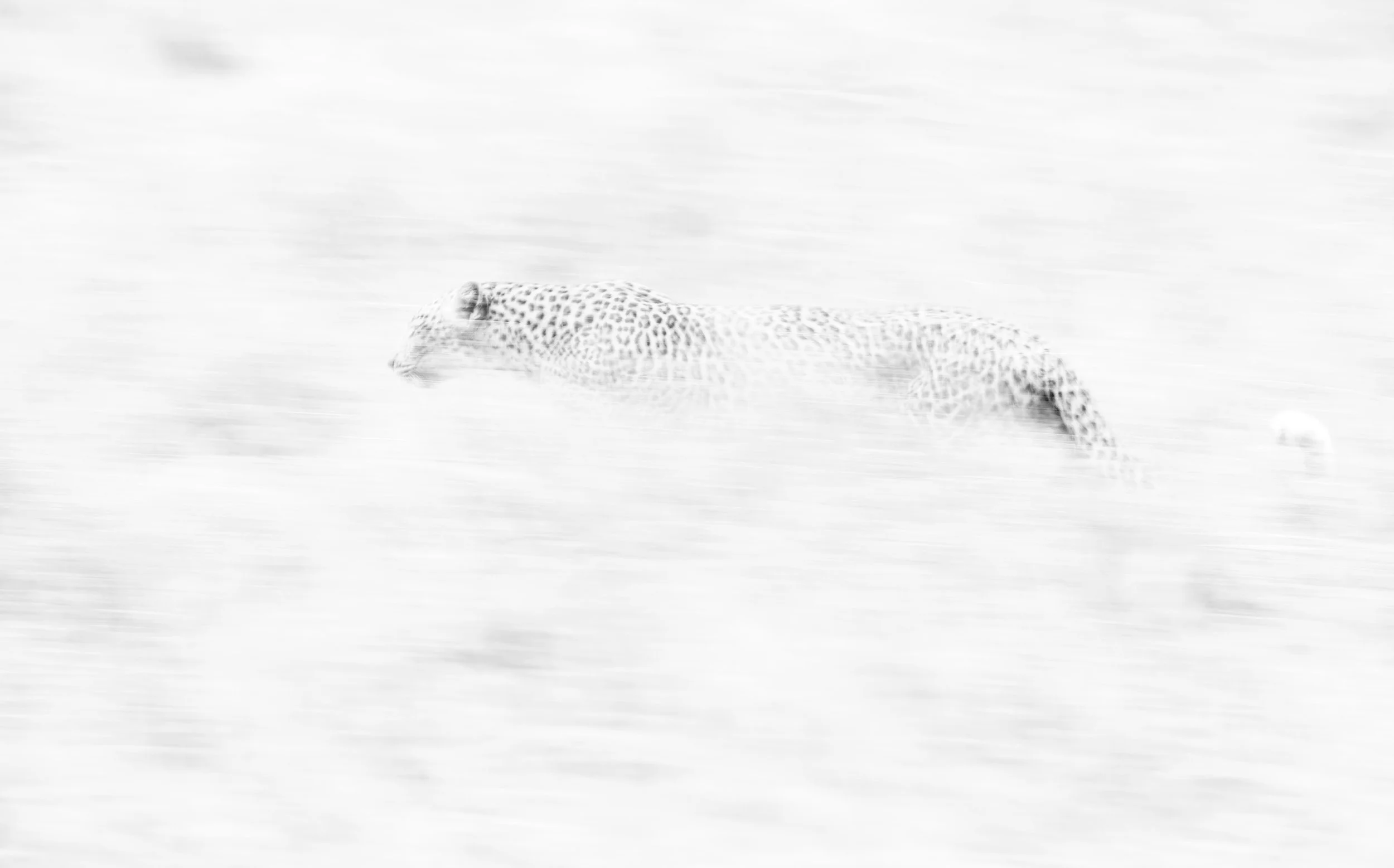 Black and white leopard panning shot Masai Mara