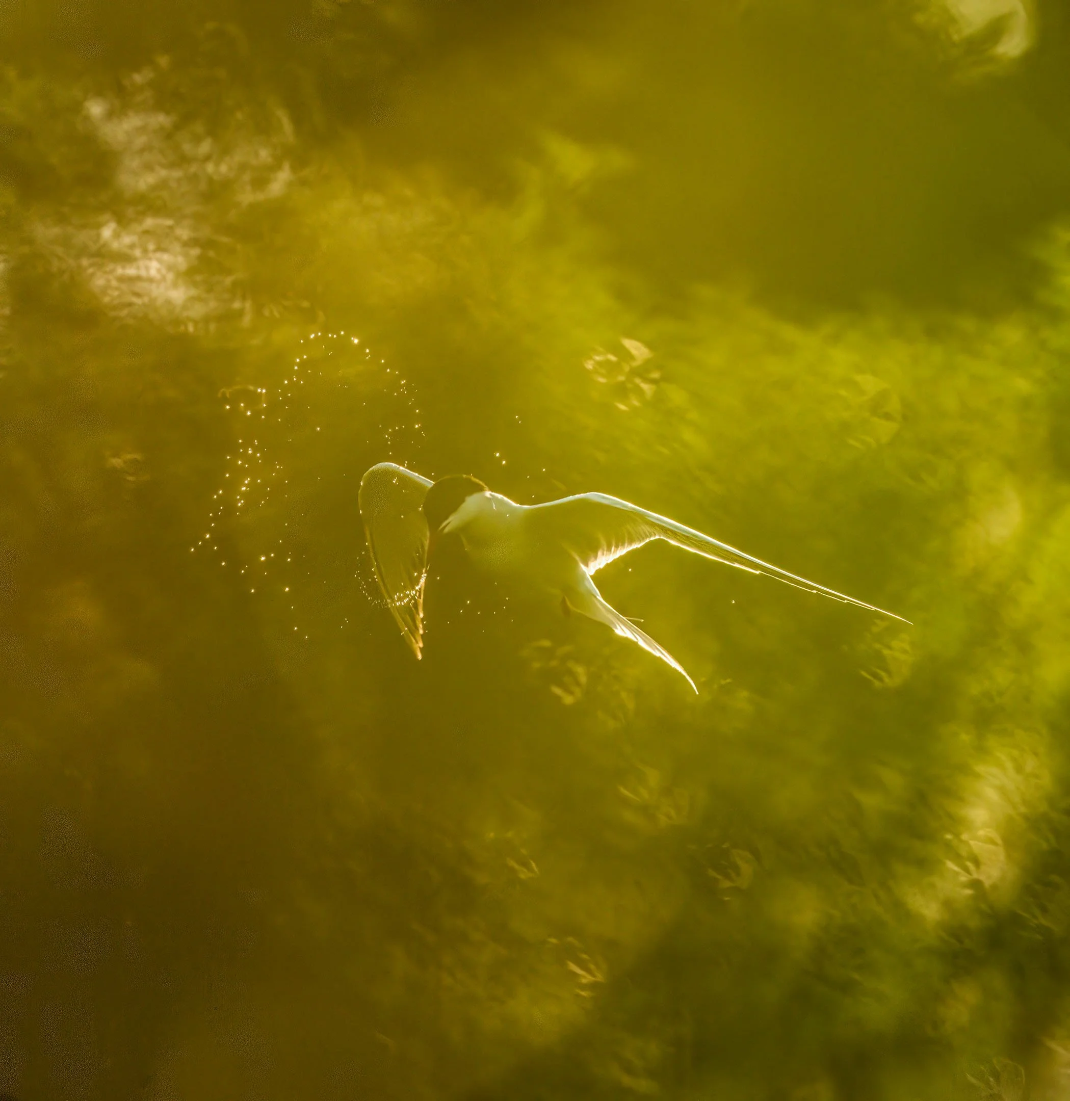 tern_through_foliage_foreground_bokeh.jpg