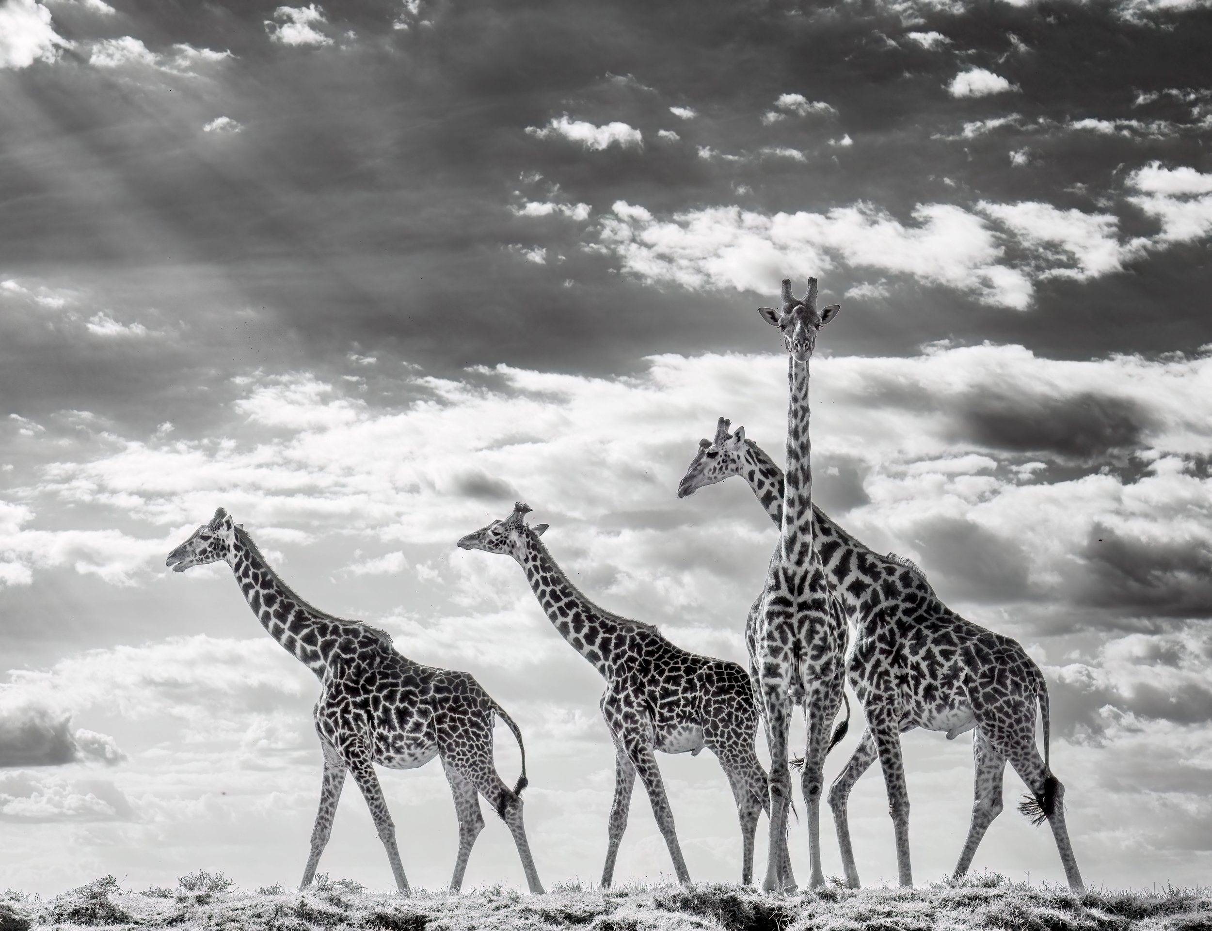 Fine art photo of giraffes in black and white