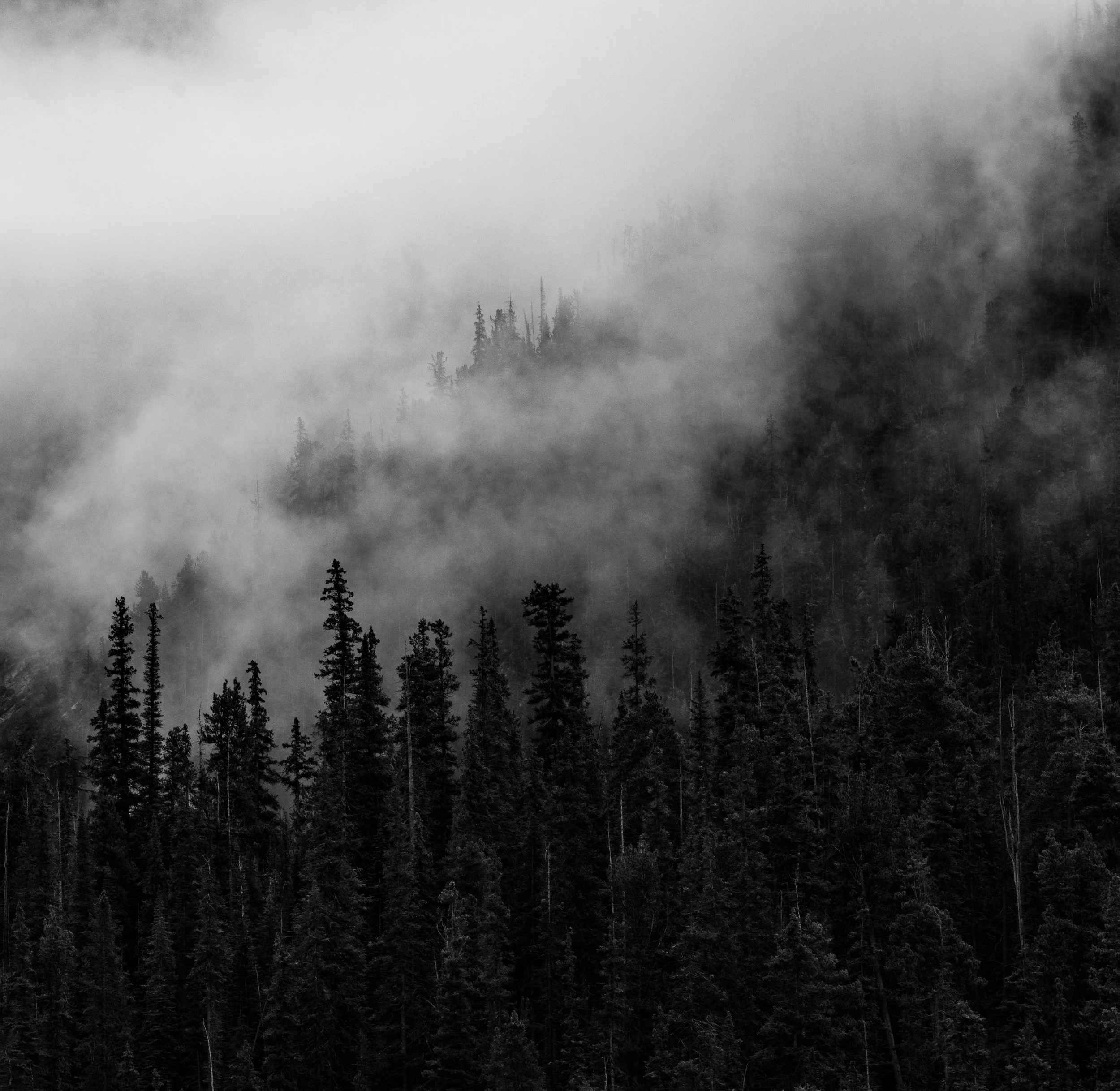 icefields_misty_trees_srgb.jpg