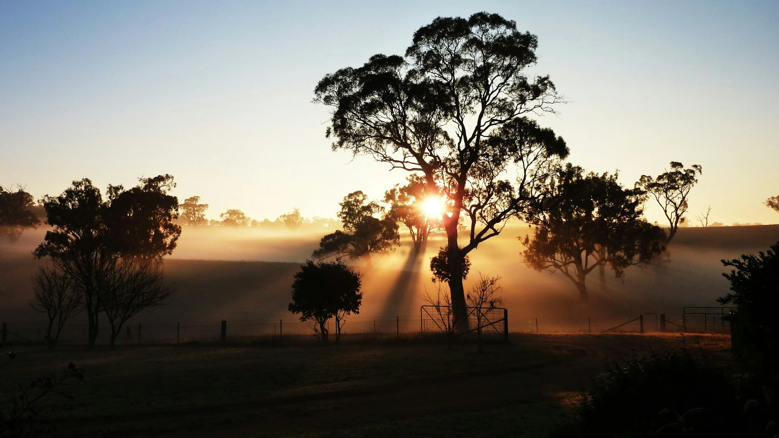 Sunrise over a landscape with trees and a grassy field, with light fog and sun rays