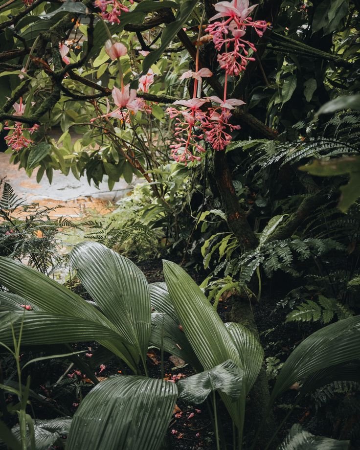 Close-up of lush green tropical plants with large, shiny leaves and pink flowers hanging from a tree branch.