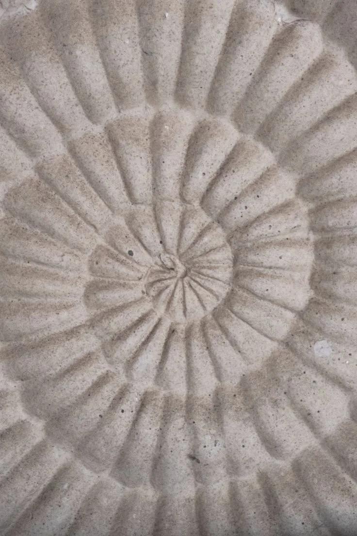 Close-up of a fossilized ammonite shell embedded in gray concrete.
