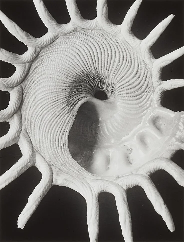 A black-and-white photograph of a seashell, possibly a conch shell, with a spiral opening at the center and multiple pointed ridges radiating outward.