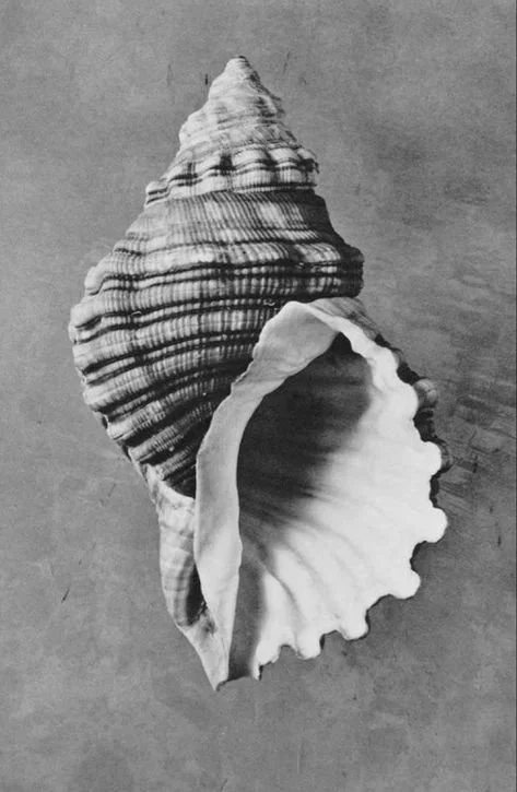 Black and white photo of a large seashell with textured ridges and a wide opening, placed on a flat surface.