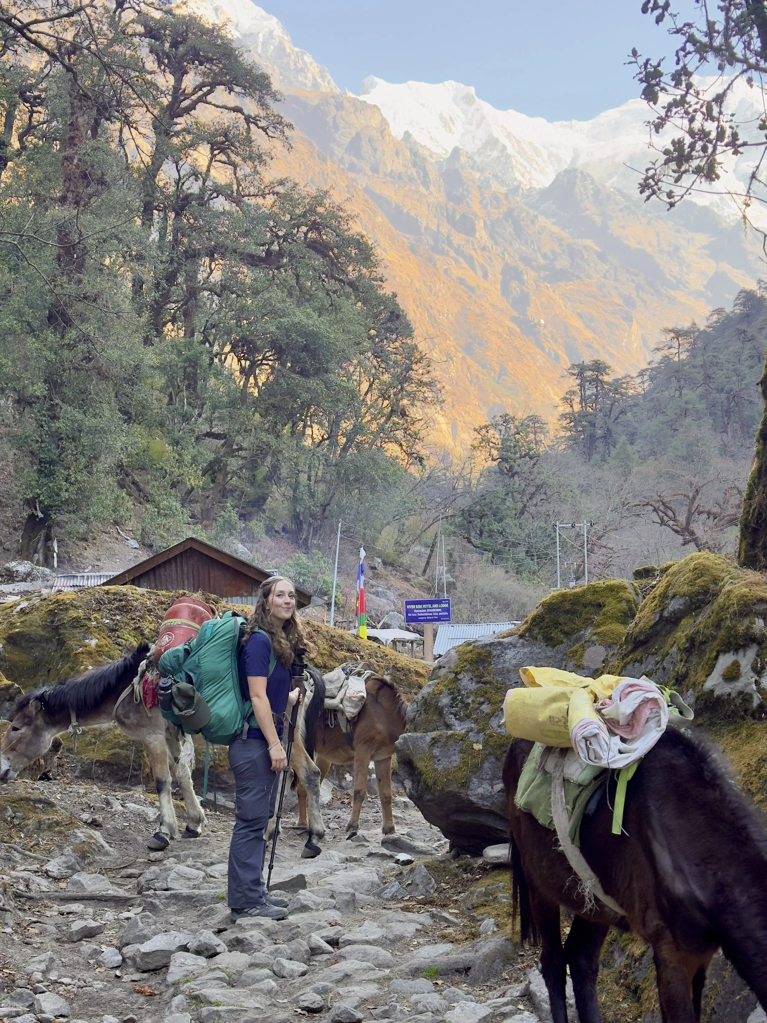 A woman with a large backpack standing on a rocky trail, surrounded by mules, in a mountainous landscape with snow-capped peaks and trees.