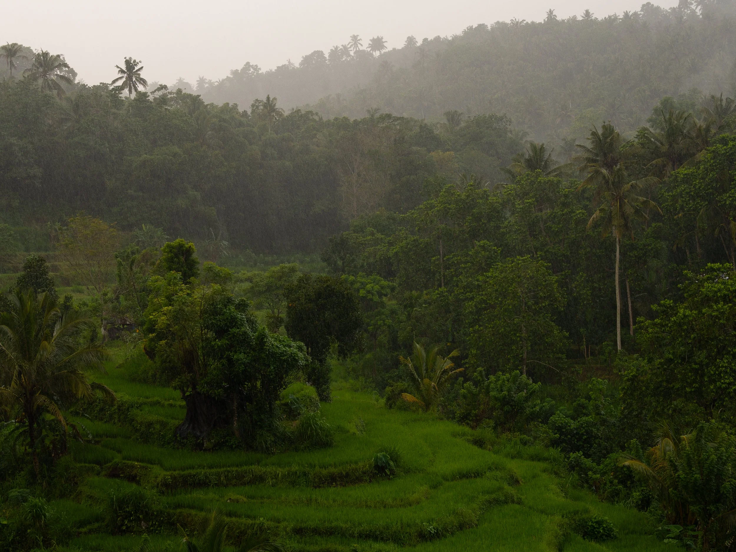 Lush green terraced rice fields in a tropical forest under a rainy, misty sky with tall palm trees and dense foliage.