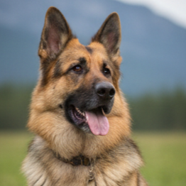 Close-up of a German Shepherd dog outdoors with mountains and greenery in the background.