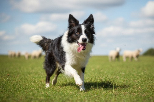 A black and white Border Collie running on a grassy field with sheep in the background under a partly cloudy sky.