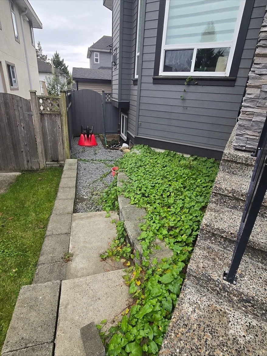 Another job completed! The client&rsquo;s backyard was overrun with weeds, vines, and mushrooms, but we stepped in and brought it back to life. Now the yard looks fresh, clean, and well maintained, leaving the client satisfied. Reach out to us today 