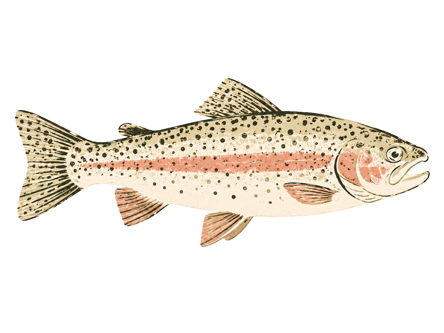 Illustration of a brook trout fish with distinctive black spots, pink stripe along its side, and fins with black streaks.