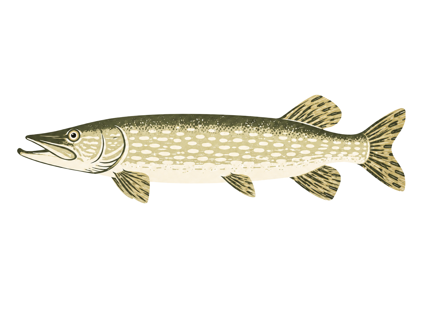 Illustration of a striped fish with a long body and pointed snout, resembling a pike.