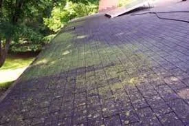 Why Professional Soft Washing is the Only Safe Way to Clean Your Roof