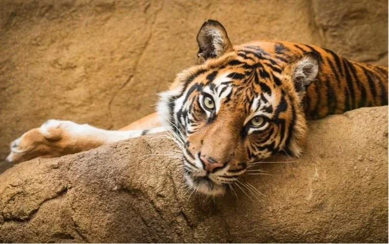Close-up of a resting tiger lying on a rock with a sandy-colored background, showing its face and front paws.