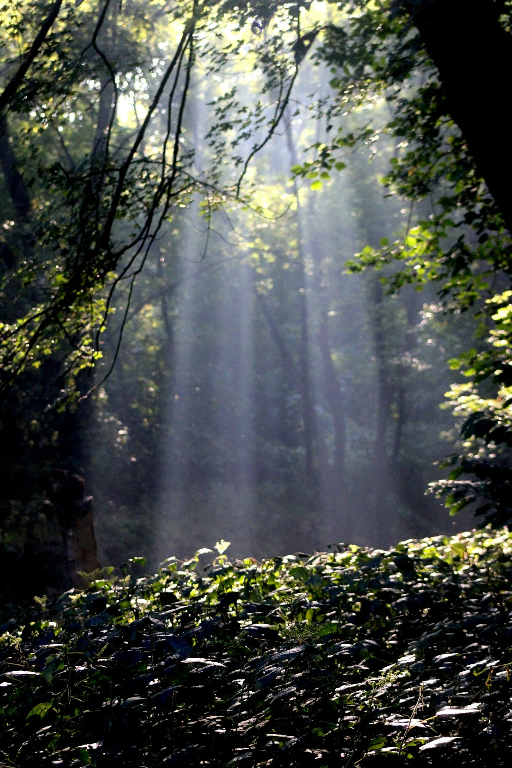 Purpose &amp; Hiring: Why “Culture Fit” Fails Without Decision Clarity