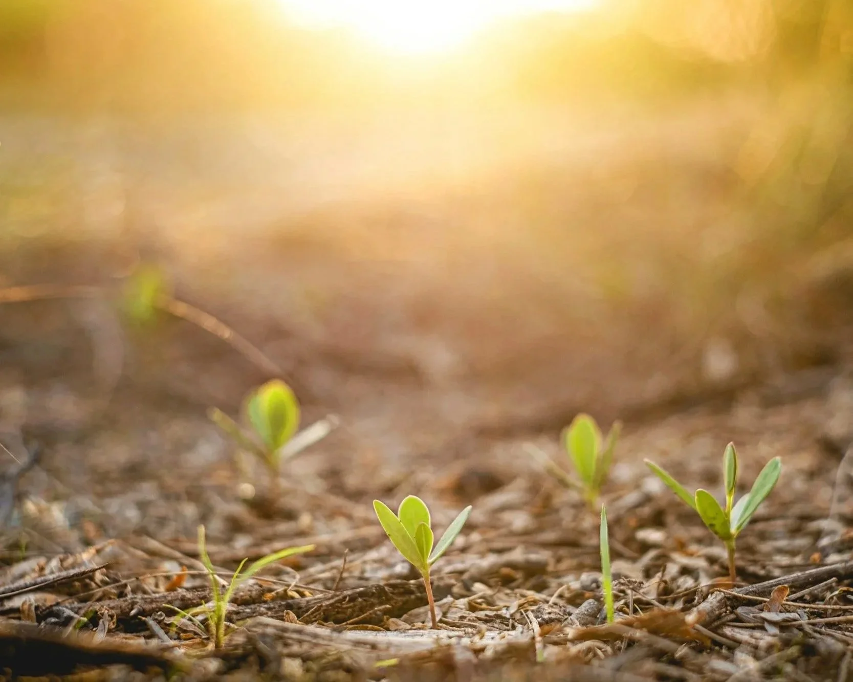 Small green seedlings growing in soil with sunlight shining from above.