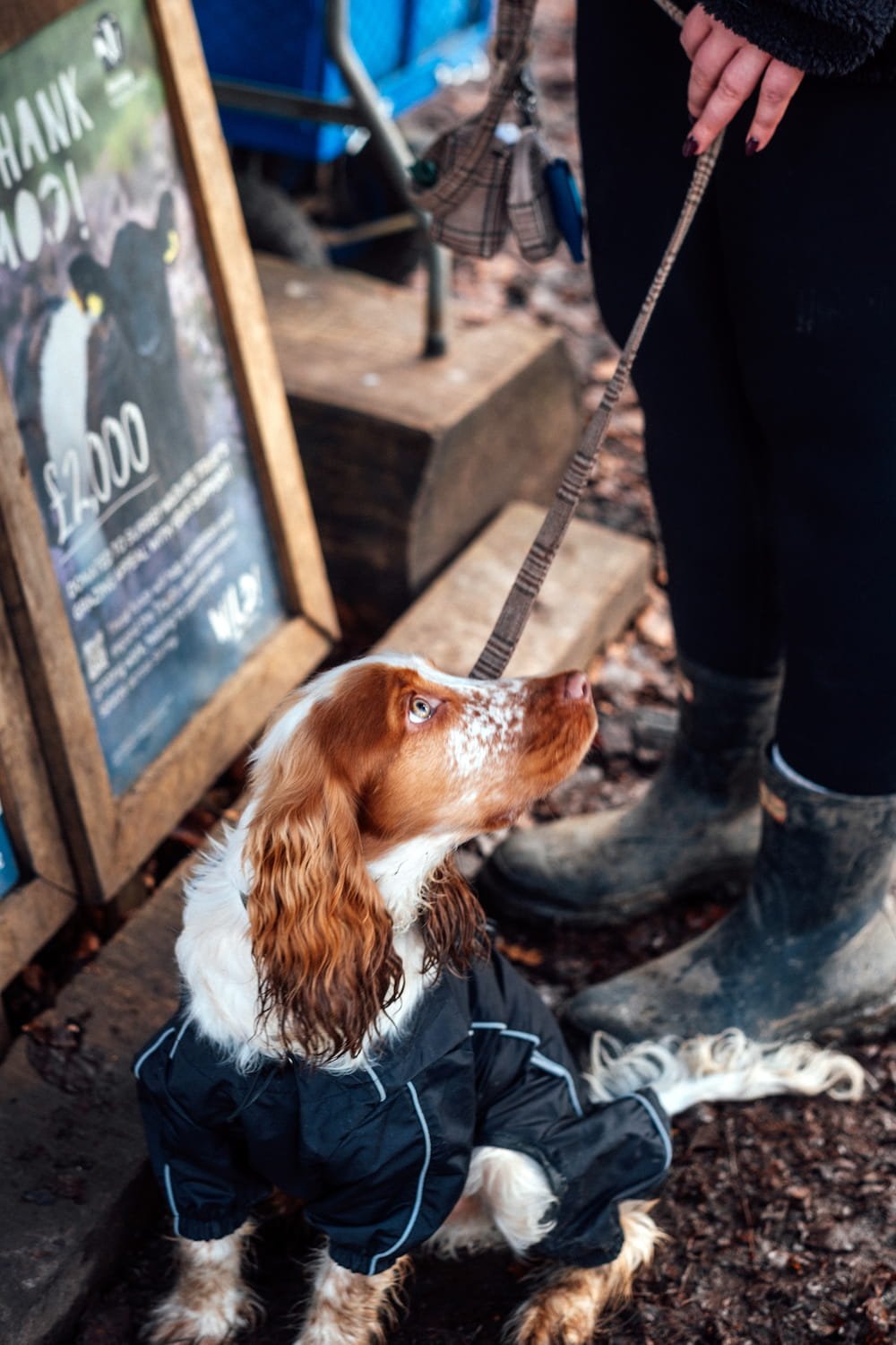 A dog wearing a black raincoat sitting on the ground looking up, with a person holding its leash standing nearby. There is a blurred outdoor setting with a Wild About Coffee signboard in the background.