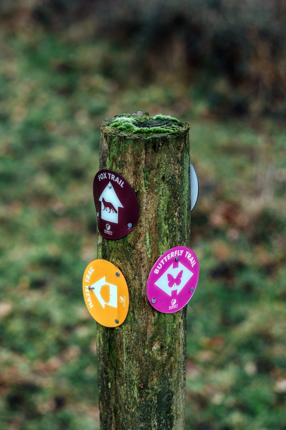 A wooden trail marker post with three colorful signs indicating different nature trails, including Fox Trail, Butterfly Trail, and Hazel Trail, situated in Norbury Park..