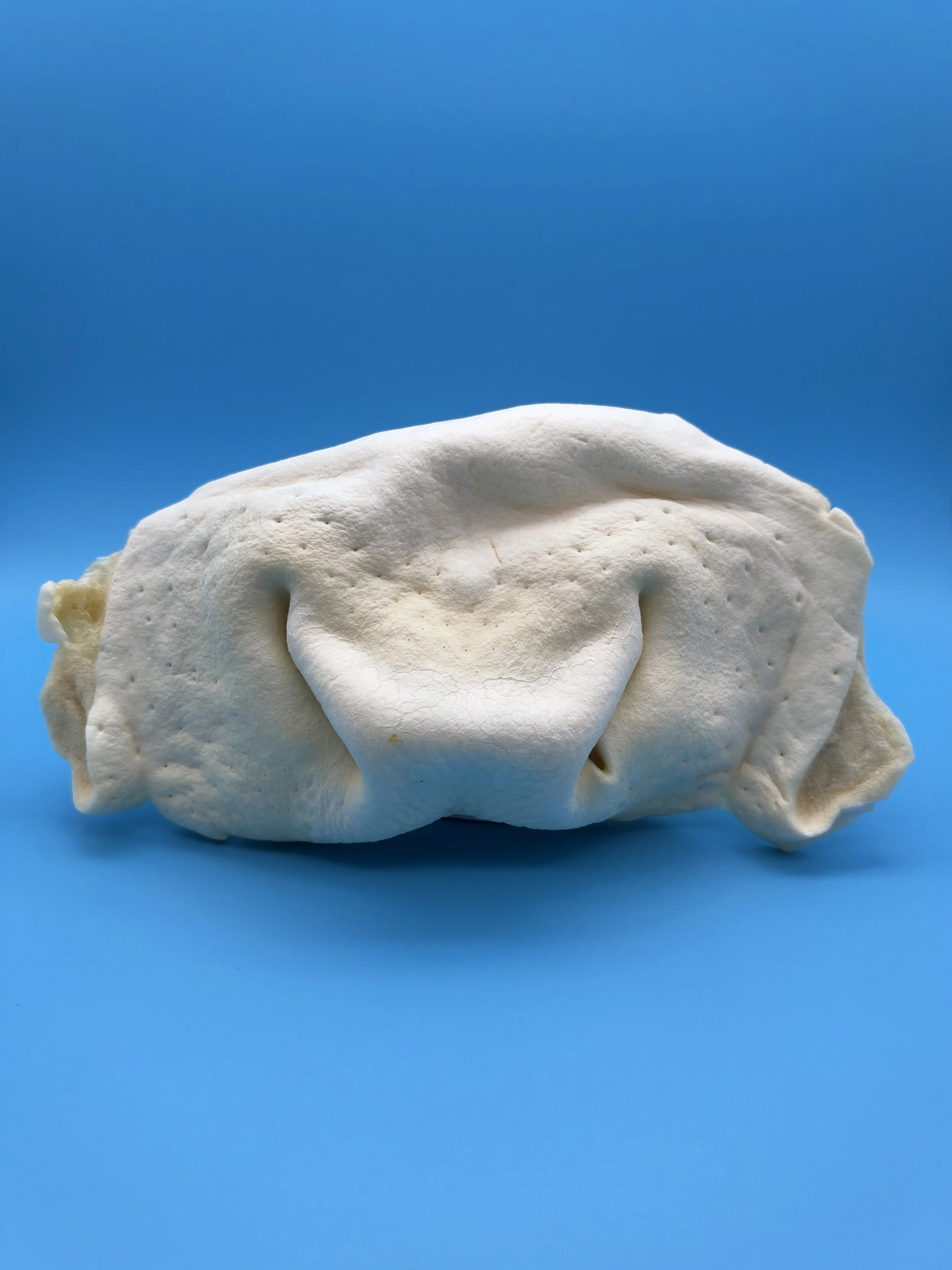 IMG_3050.jpeg