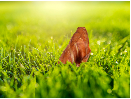 Jumbo Pig Ears - 5 Count