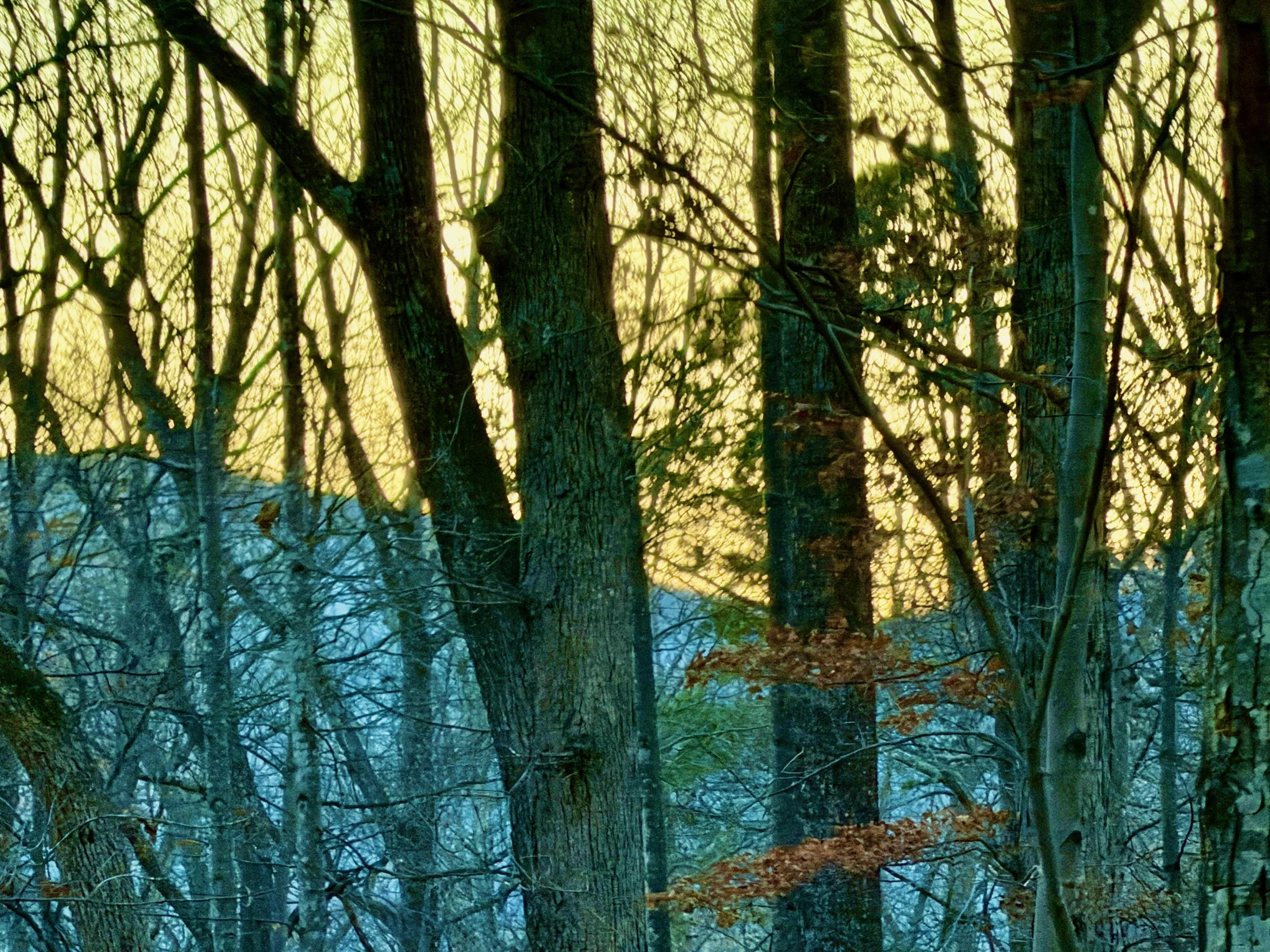 A dense forest scene at sunset with tall trees and leafless branches, some leaves remaining on the trees, with a hazy blue sky visible through the branches.