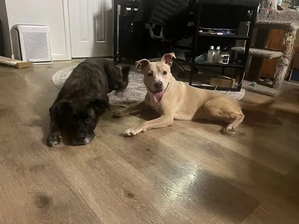 Two dogs lying on a hardwood floor in a living room, one black and the other tan with a happy expression.