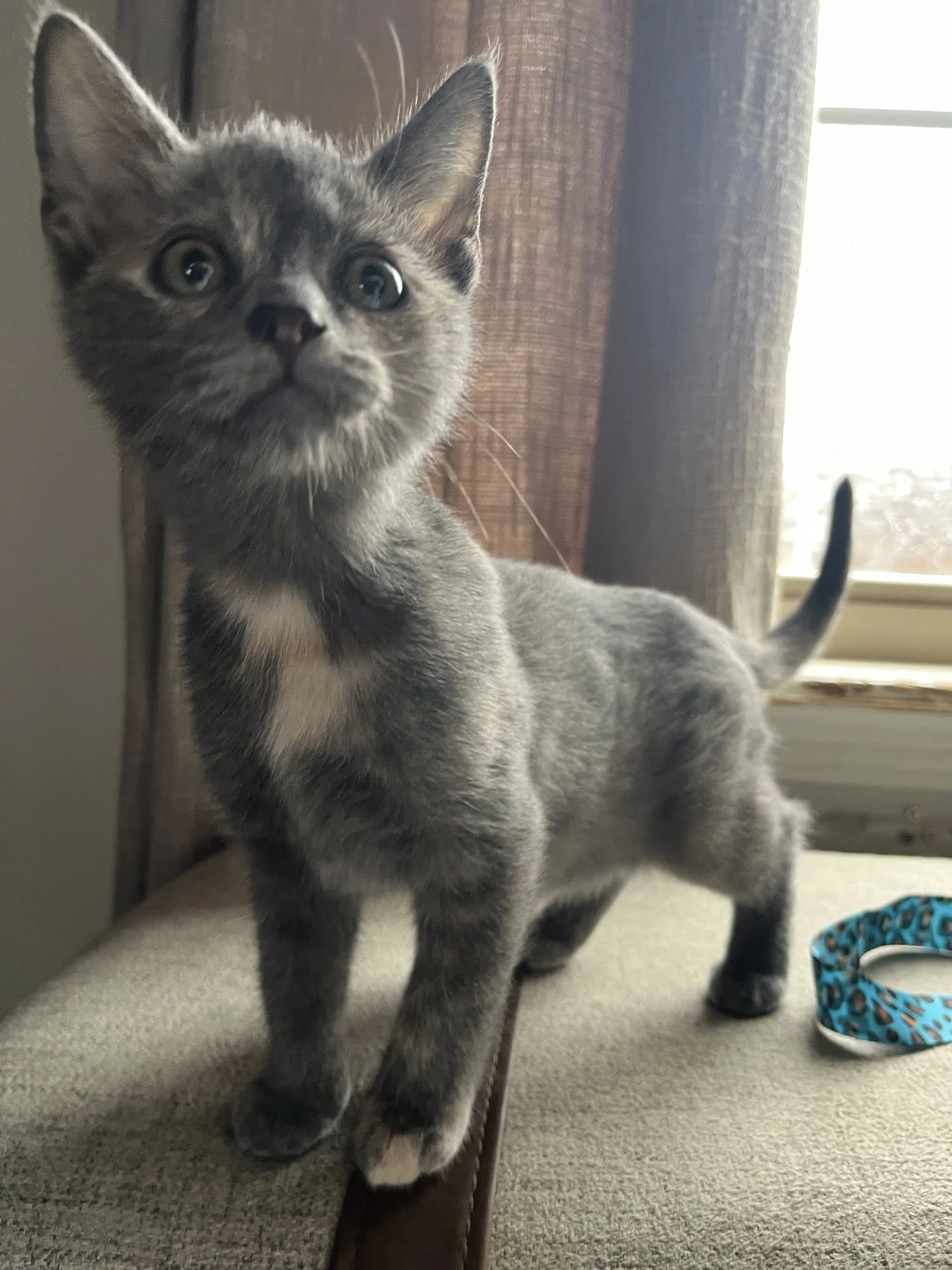 A gray kitten with green eyes standing on a beige surface near a brown curtain and window, with a blue and black leopard print collar on the surface nearby.