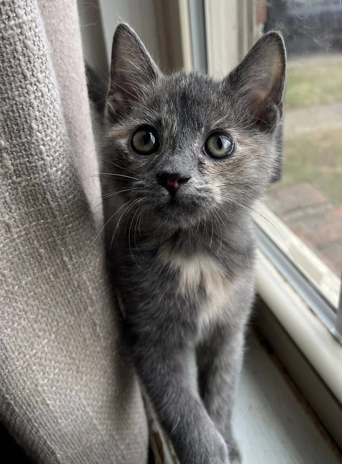 A gray kitten with green eyes sitting by a window, partially covered by a beige curtain.