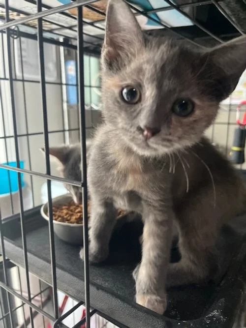 Gray kitten inside a cage with a bowl of dry cat food and a water dish visible in the background.