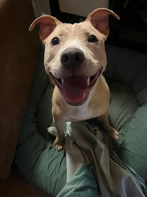 A happy tan and white dog with pointy ears sitting in a gray dog bed, looking up with a big smile.