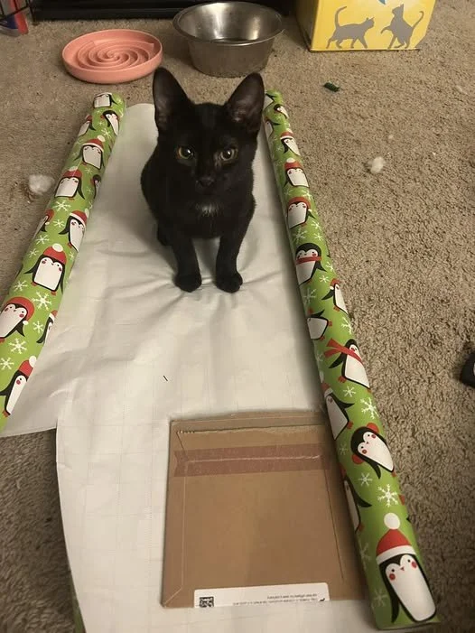Black cat sitting on a white wrapping paper with Christmas-themed green wrapping paper rolls on each side. There are toys and a metal bowl in the background, with a yellow box with cat silhouettes.