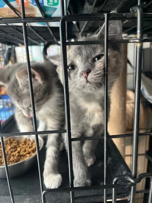 Two gray kittens inside a metal cage, one looking out and the other looking to the side, with a bowl of dry cat food nearby.