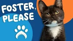 Sign saying "Foster, Please" with a paw print and a black cat with white chest and whiskers