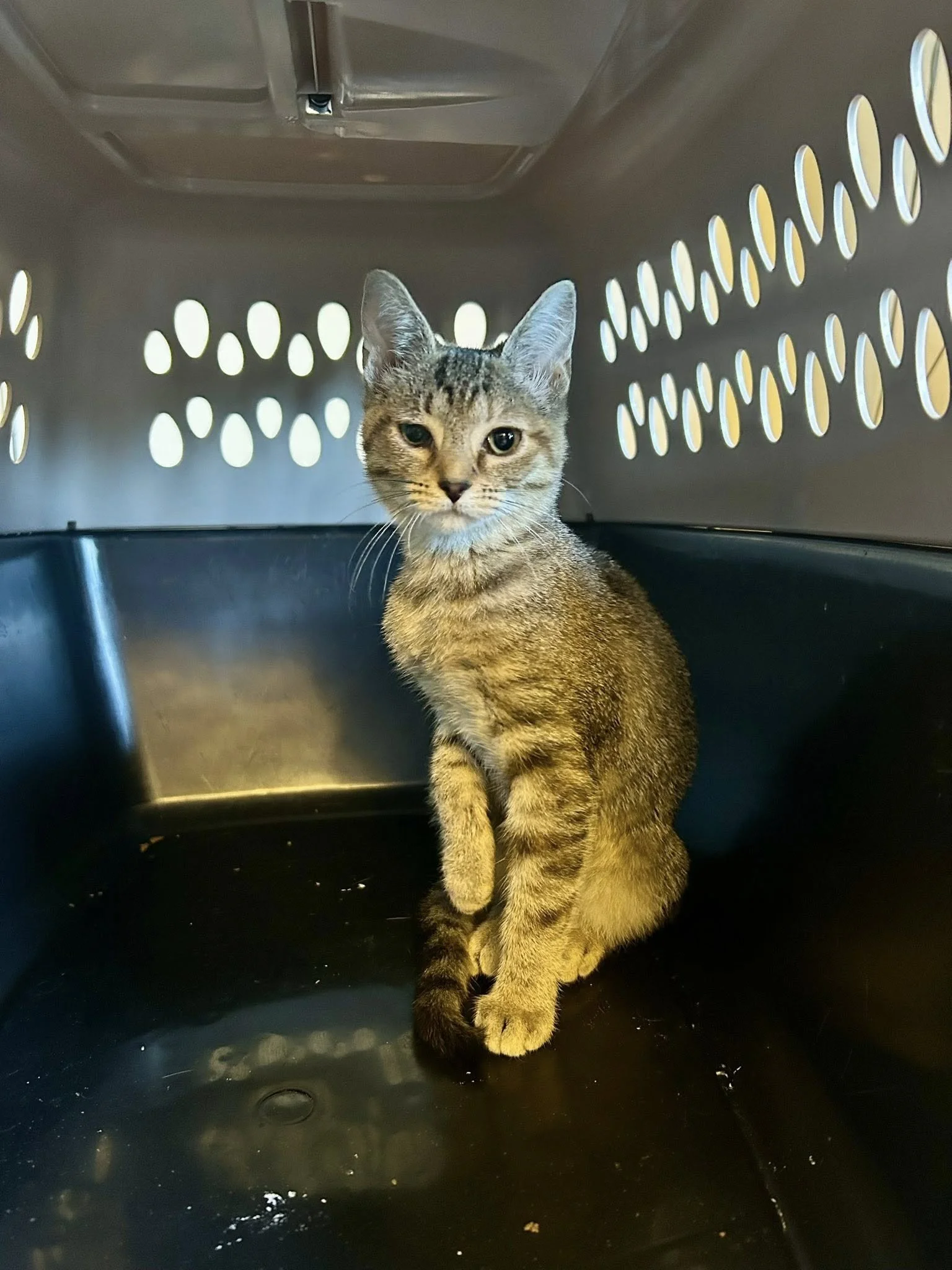 A young tabby cat with distinctive markings sitting inside a plastic pet carrier, looking directly at the camera.