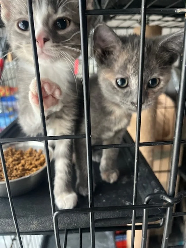 Two gray tabby kittens inside a black metal cage with a food bowl in the background.