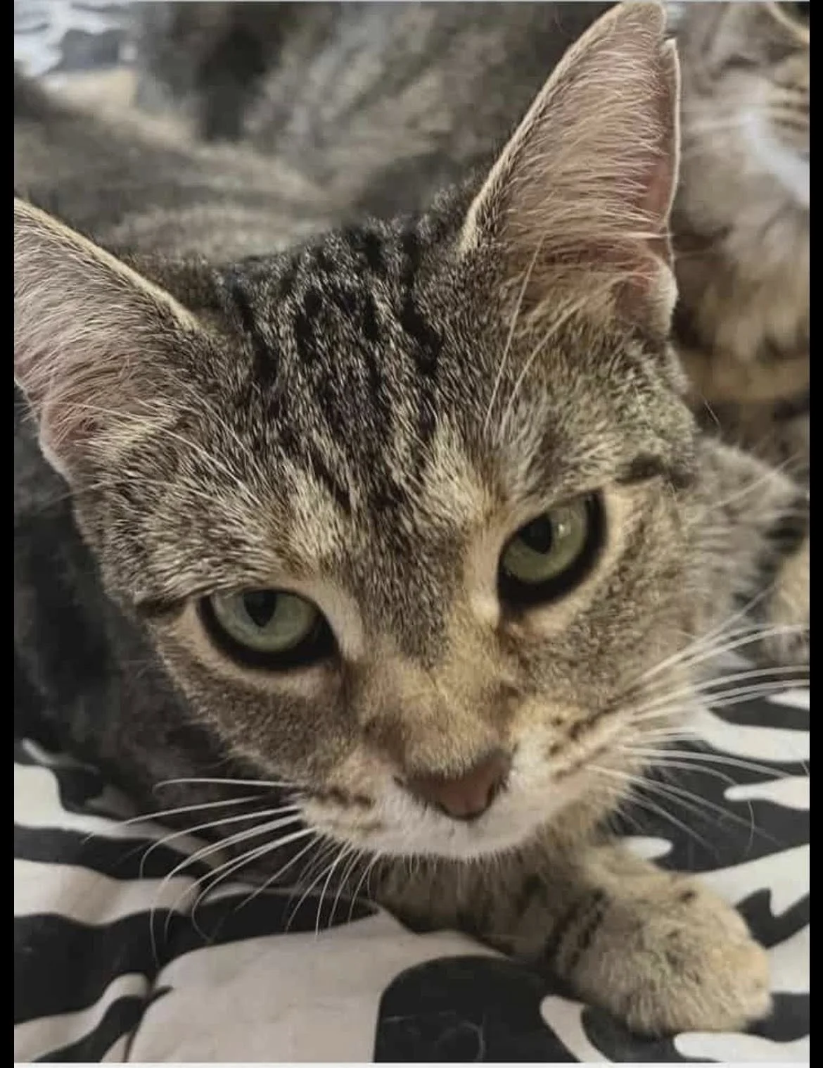 Close-up of a tabby cat with green eyes lying on a black and white patterned surface.