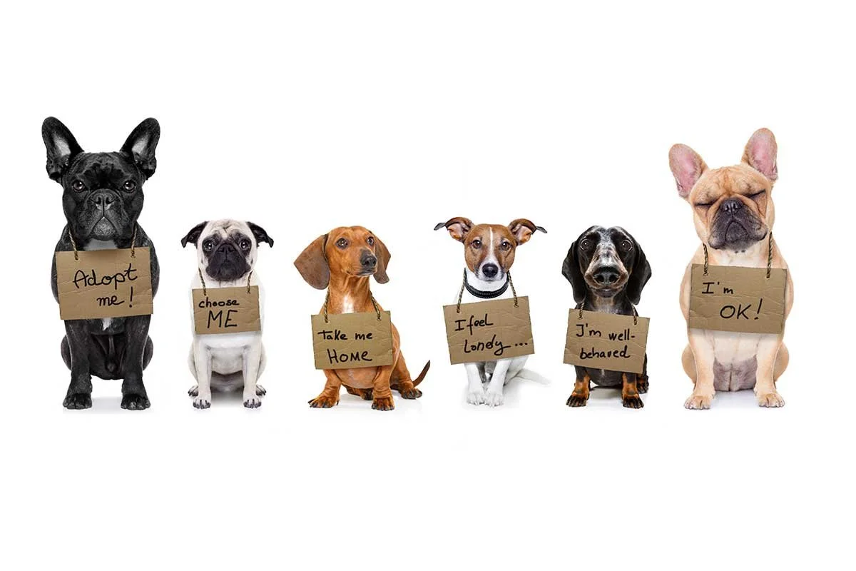 Six dogs sitting in a row, each with a cardboard sign hanging around their necks with handwritten messages. The signs read from left to right: "Adopt me!", "choose ME", "Take me HOME", "I feel lonely...", "I'm well-behaved", and "I'm OK!"