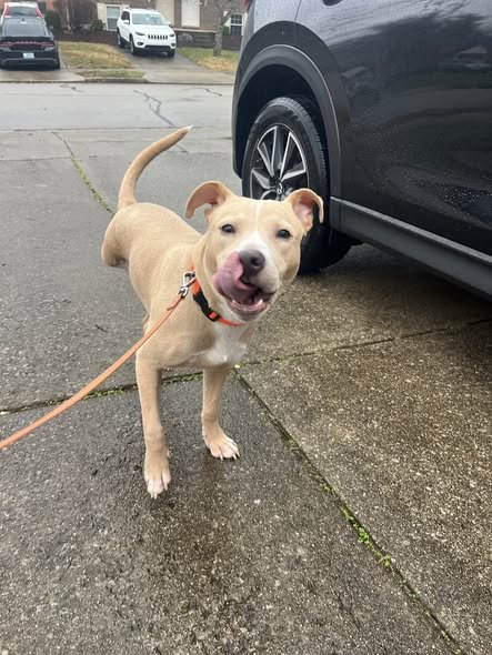 Smiling tan and white dog on leash standing on wet concrete sidewalk next to a black vehicle.