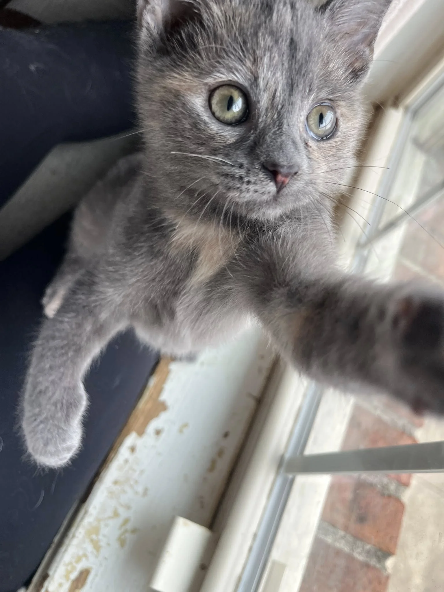 Gray kitten with yellow-green eyes reaching out with paw, near a window.