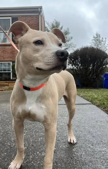 A tan dog with a black nose and wearing a red collar standing on a sidewalk outside a building and looking into the distance.